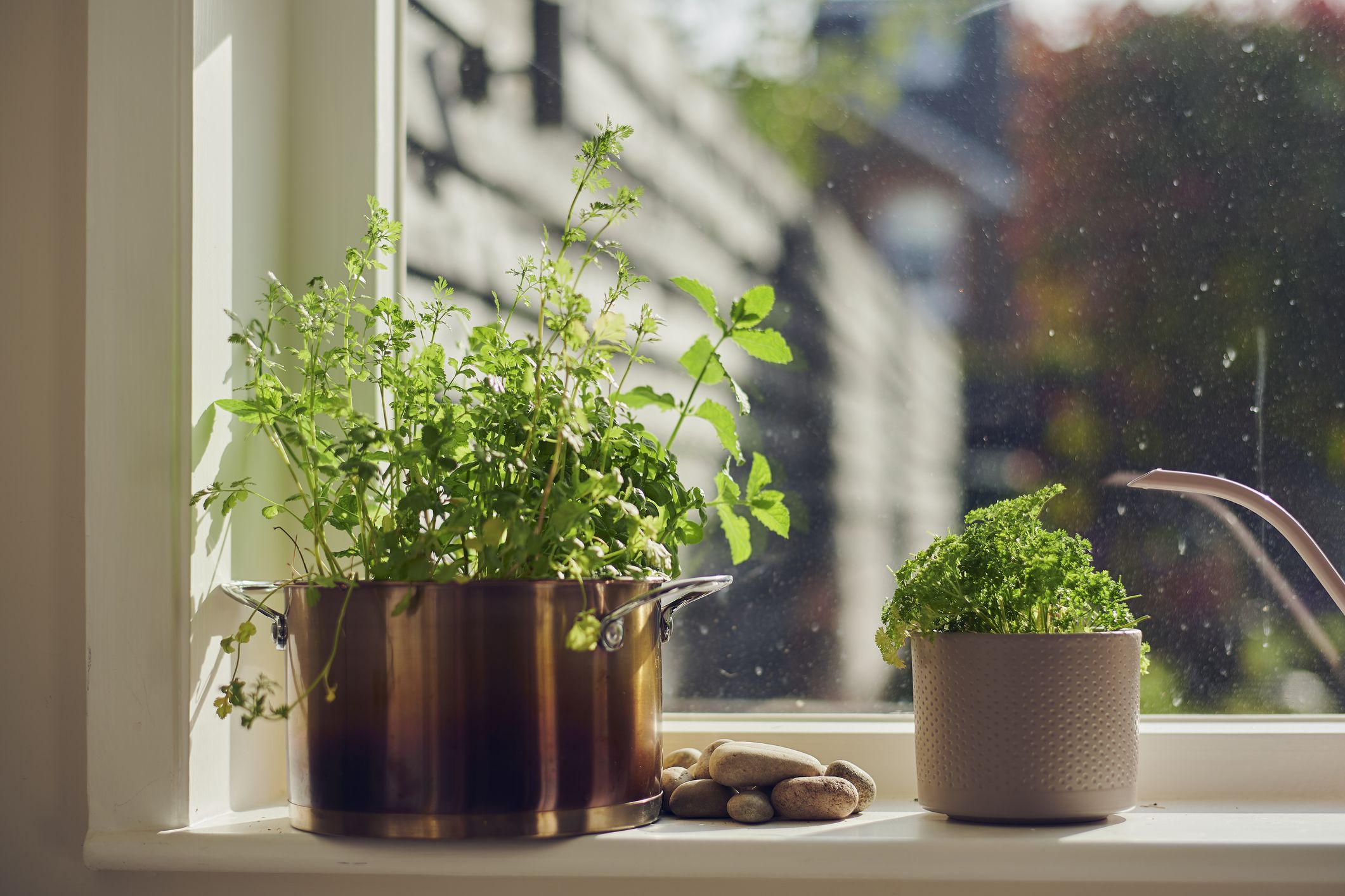 Hardy apartment plants